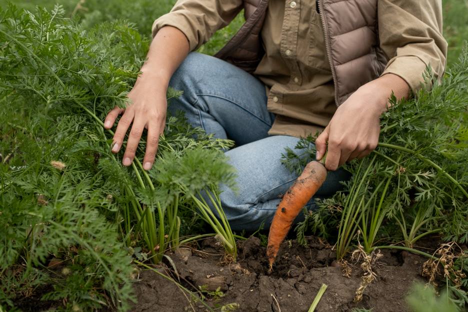 Enzymatic fertilizer uses for carrot growing
